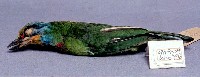 五色鳥藏品圖，第2張
